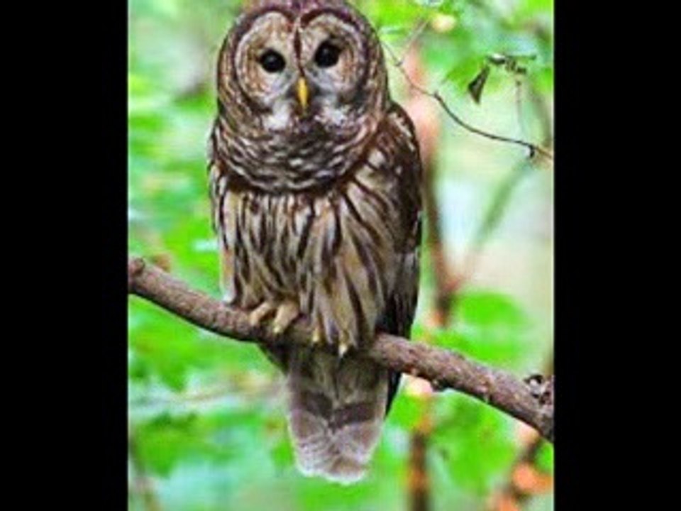 10 Farklı Çeşit Baykuş Sesi-10 Değişik Baykuş Ötüşü