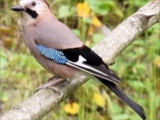 10 değişik  Farklı alakarga sesi