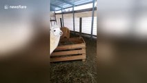 Very angry alpaca