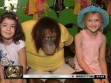 24 Oras: Orangutan, bida sa zoo dahil sa pagiging kikay at magiliw sa mga bisita