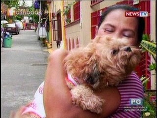 DIY pet grooming tips