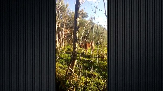 Животные против животных. Забавные зверюшки