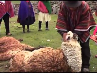 প্রাকৃতিক দুর্যোগে বিপর্যস্ত বিশ্বের বিভিন্ন দেশ