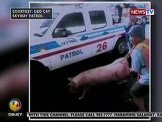 SONA: Truck na may kargang mga baboy, tumagilid; mga baboy, nagkalat sa daan