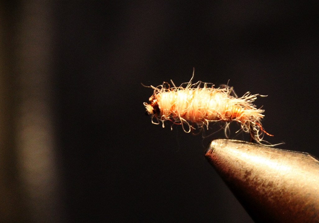 la killer bug