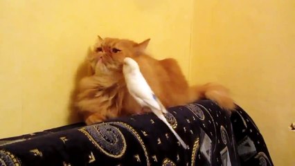 Прикол про кота