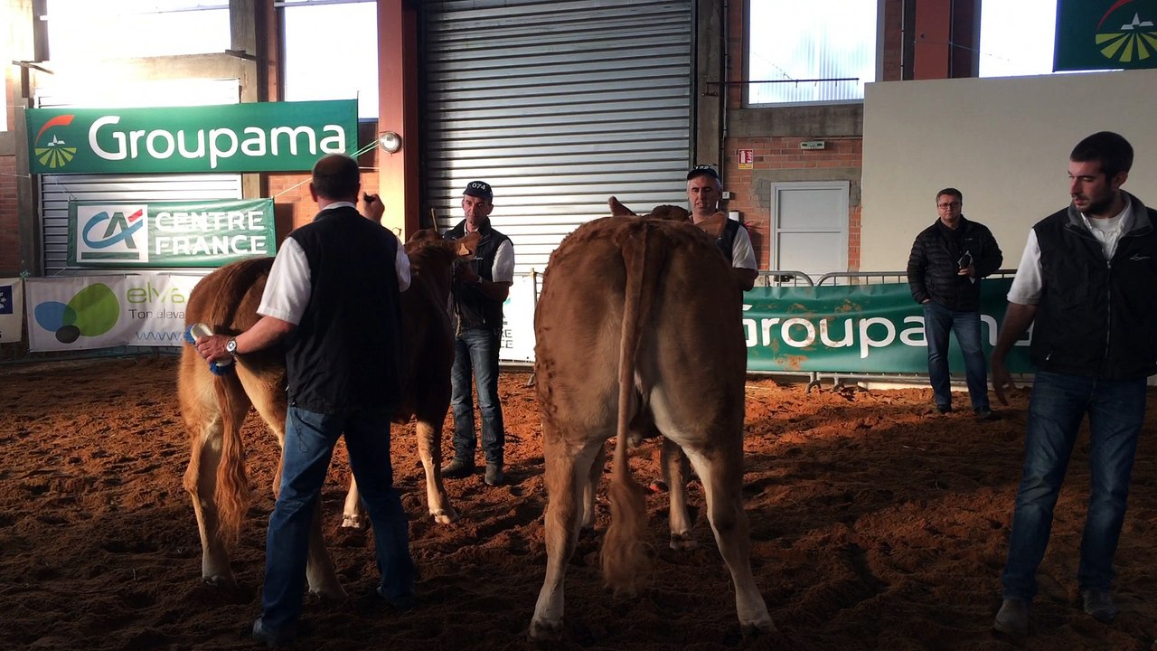 Challenge de l'espérance femelle entre Louna et Joséphine au concours Limousin de Varennes sur Allier en octobre 2016