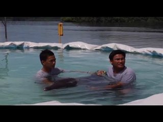 Rough-toothed dolphin sa Zambales, natagpuang stranded at nakalulon ng kawil o hook