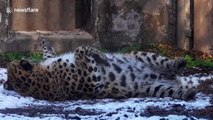 Leopards in UK snow