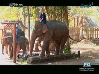 Pagsasanay ng mga elepante para sa palabas sa Chiang Mai, Thailand