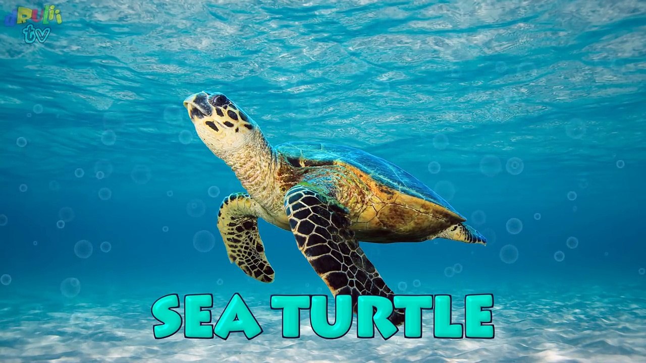 Learn Sea Animals + Water Animals Names and sounds | dRuLii TV for kids