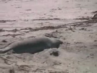 Crème solaire des éléphants de mer