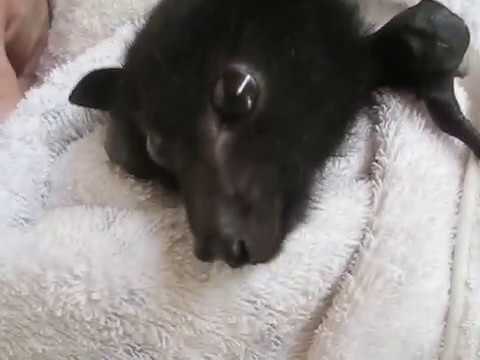 Tiny, Rescued Baby Bat Tries to Defend Herself