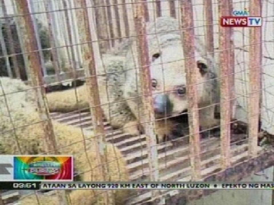 BP: 17 bear cuscus na iligal na ibiniyahe mula Indonesia, nasabat sa GenSan