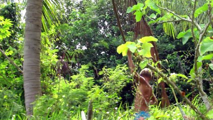 One coconut, long stick and hungry man , Koh Phangan, Thailand