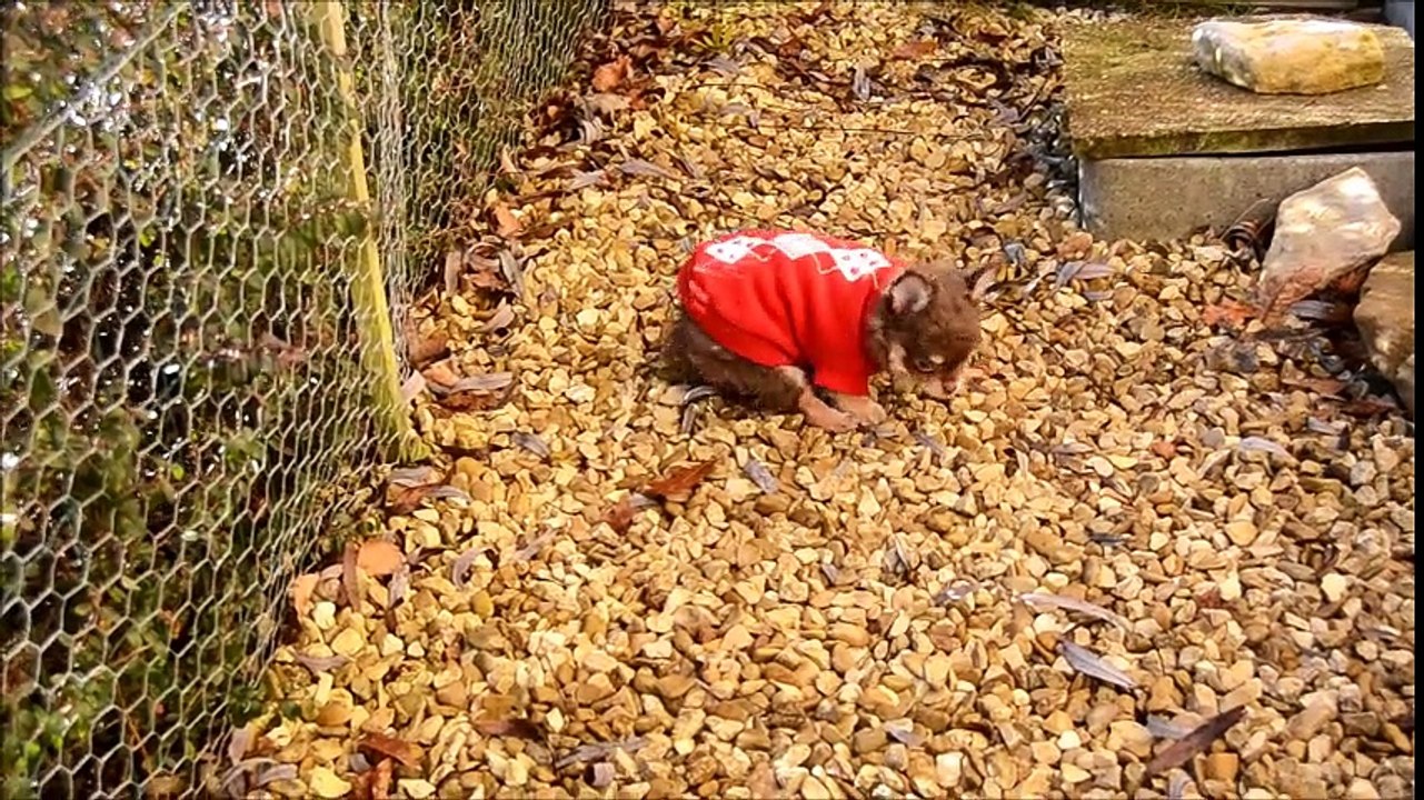 14/ 01/ 2017 1ère mini sortie de Malice