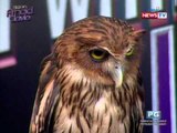 TWAC: Mga threatened species sa Pilipinas