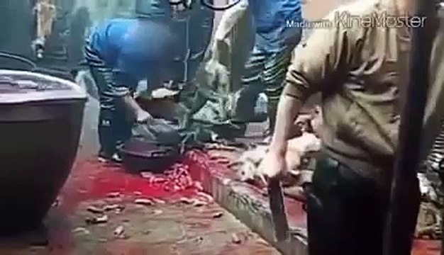 ☀Chuyện Nhân Quả Báo Ứng☀ BÁO ỨNG KINH HOÀNG CHO VIỆC SÁT SANH