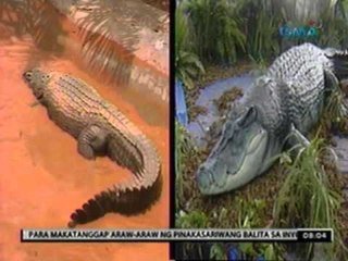 24 Oras: Replica ng buwayang si Lolong, itatampok sa isang mall sa Pasay