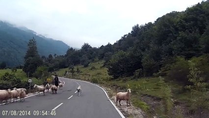 Flock of Sheep Attack Their Shepherd