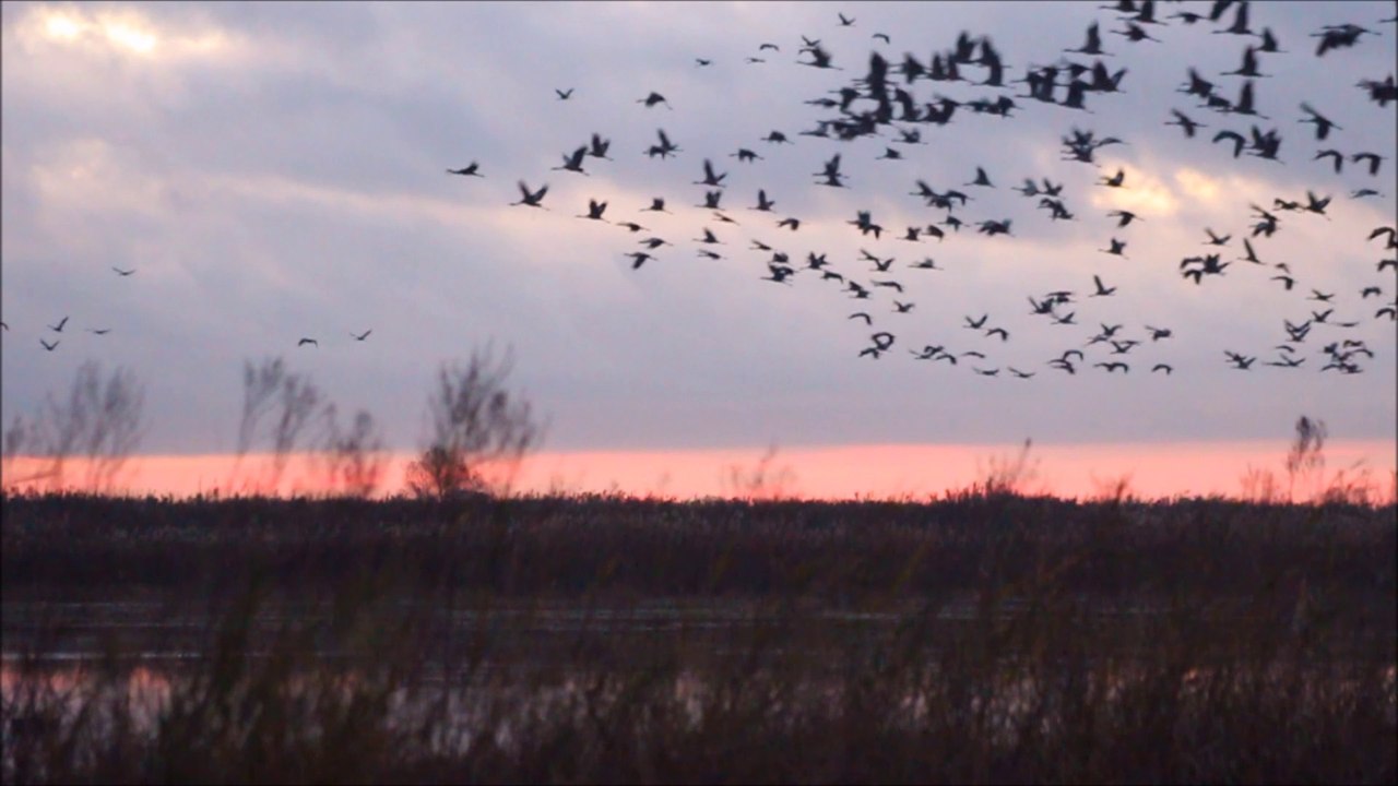visite guidée du levé des grues en Camargue gardoise