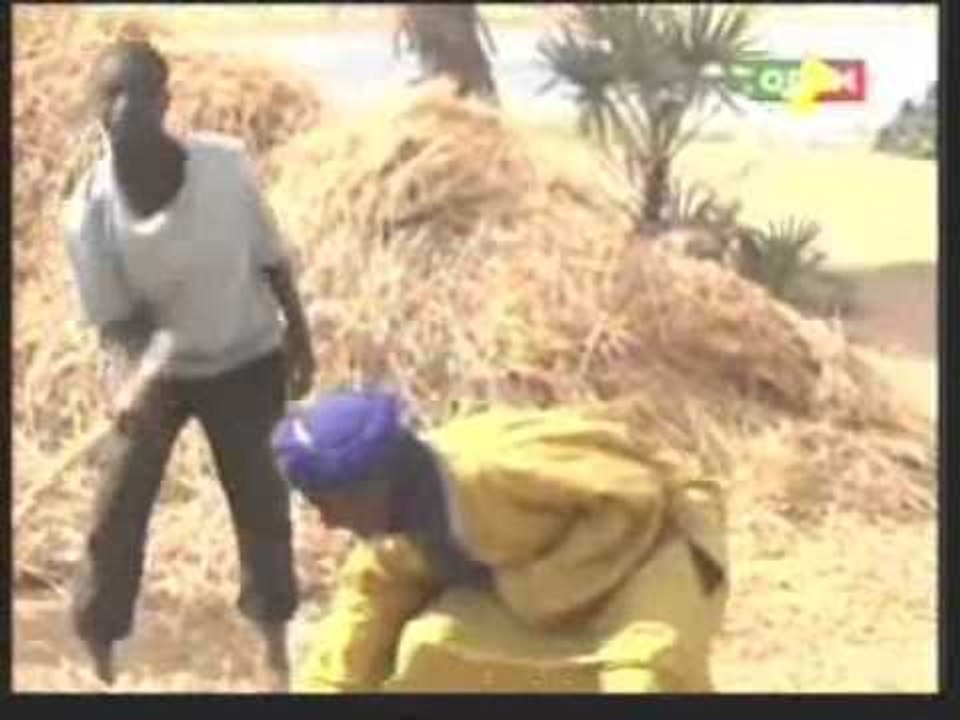 Récolte du riz a Seyna à Ansongo.