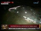 24Oras: EXCLUSIVE: Sugatang dolphin, natagpuan sa tabing-dagat Davao Oriental