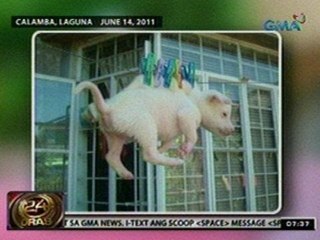 24Oras: Mas mabigat na parusa sa pananakit sa mga hayop, isinusulong ng PAWS