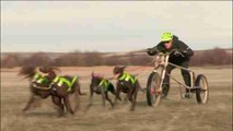 Rumbo al campeonato mundial de trineos de perros, con el único deportista español