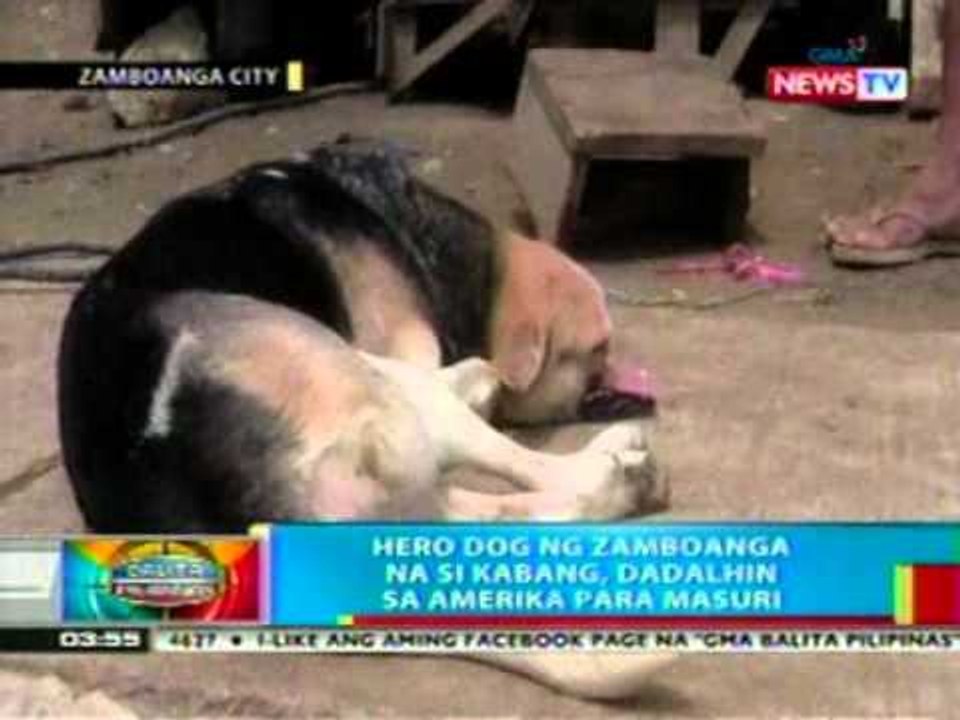 BP: Hero Dog ng Zamboanga na si Kabang, dadalhin sa Amerika para masuri