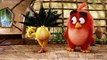 The Angry Birds (Hindi Theatrical Trailer)