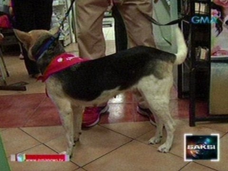 Saksi: Hero dog na si Kabang, kinondisyon na para sa kanyang operasyon sa Amerika