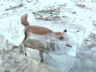 Un renard retrouvé emprisonné dans un bloc de glace !