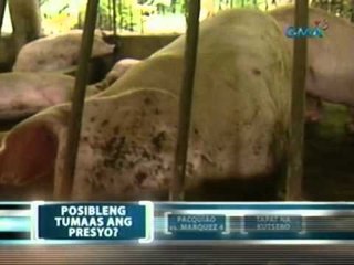 Saksi: Hog raisers, posible raw magtaas ng presyo ng baboy