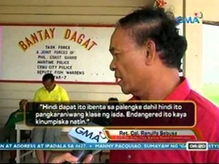 UB: Iligal na pagbebenta ng Manta Ray na kabilang sa endangered species, nabisto