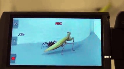 カマキリ対クモ対決