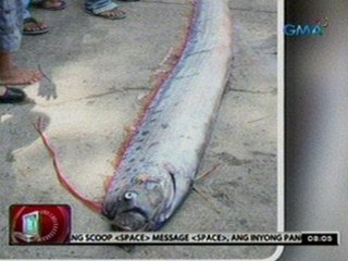 24 Oras: Pambihirang oar fish, nahuli