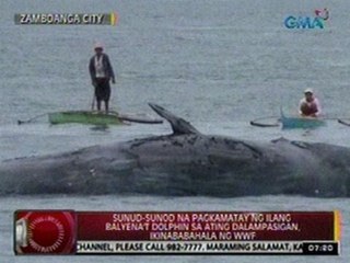 Sunud-sunod na pagkamatay ng ilang balyena't dolphin sa ating dalampasigan, ikinababahala ng WWF