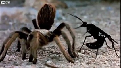 タランチュラ対サソリ対決