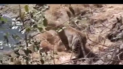 Giant Anaconda vs Jaguar ー Python vs Tiger ー Python vs Leopard