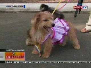 BT: Mga bihis na bihis na aso, rumampa para sa World Rabies' Day sa Batangas