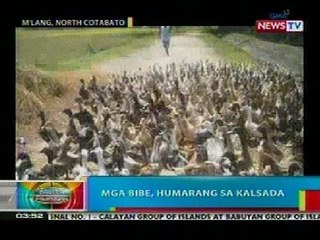 BP: Mga bibe, humarang sa kalsada sa Cotabato; mga aso, dinamitan para sa World Rabies Day