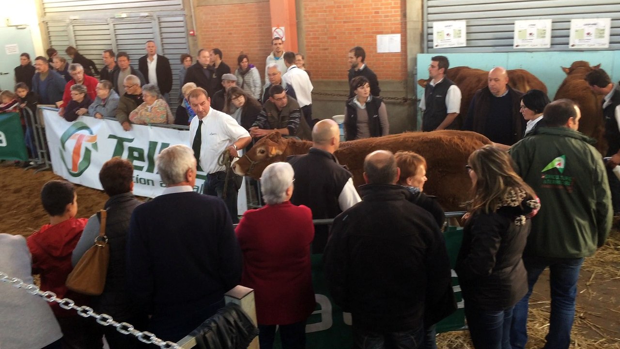 Louna qui entre sur le ring lors du défilé du concours Limousin à Varennes sur Allier en octobre 2016