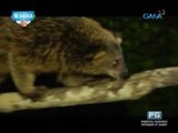 AHA: Maey Bautista gets up-close and personal with nocturnal animals!