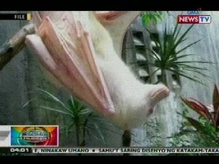 BP: Puting paniki sa Ticao Island, Masbate, ninakaw umano