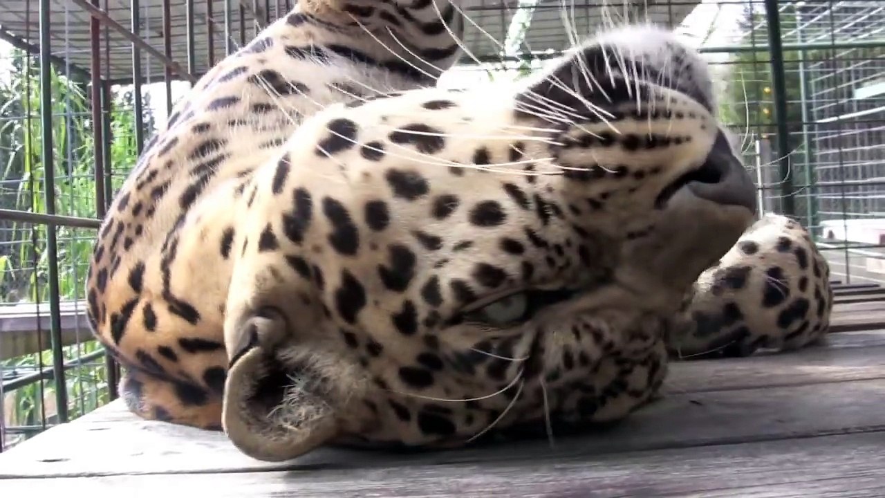 Ronronnements d'un léopard au Zoo... Trop chou !