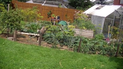 Dog vs Balloons - Huge Balloon POP