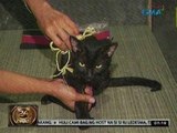 24 Oras: Pusa, pinana sa tagiliran