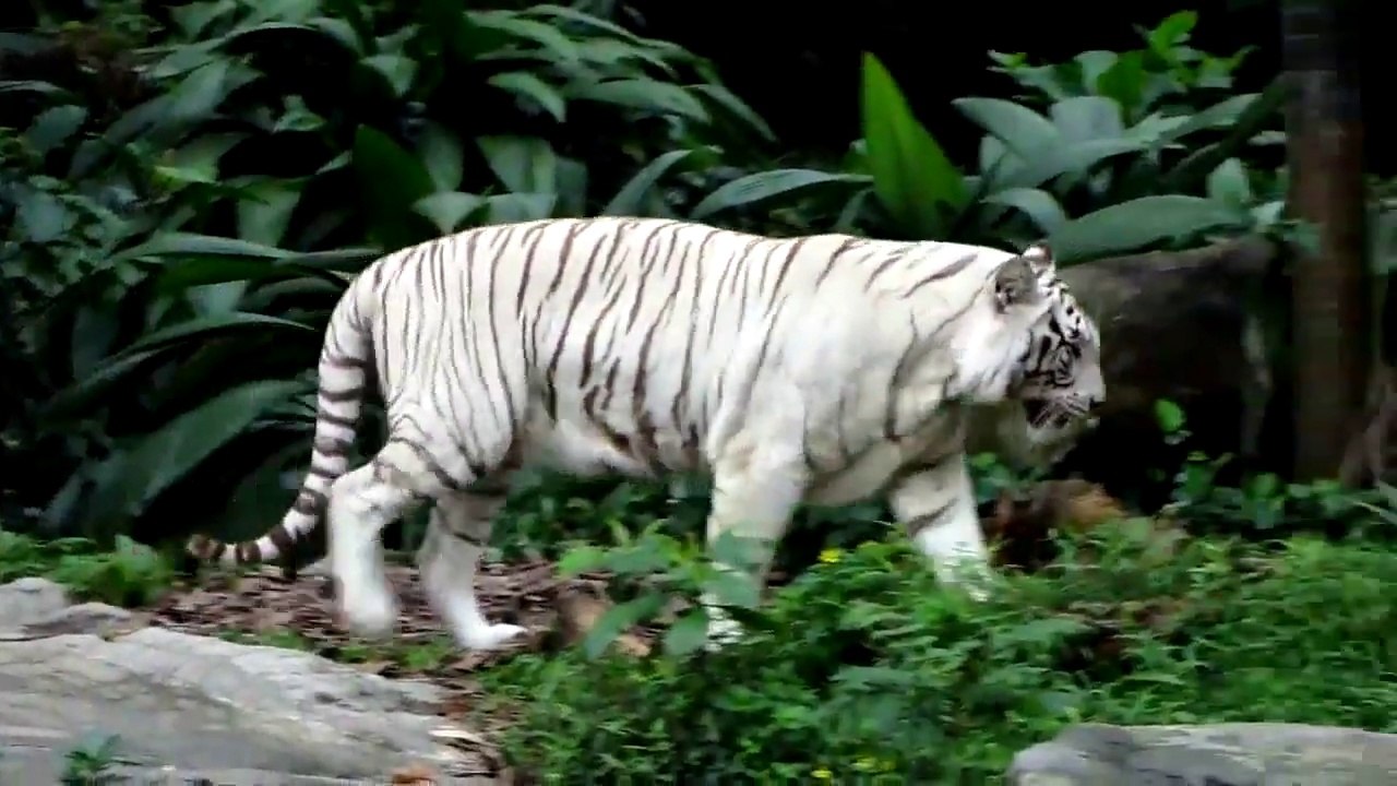Top 5 biggest wild cats