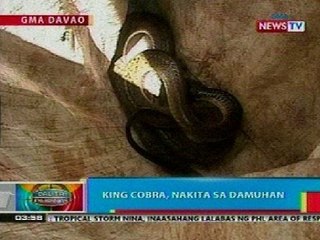 BP: King cobra, nakita sa damuhan sa Davao City